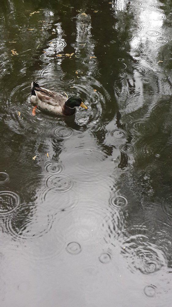 Дождь не помеха