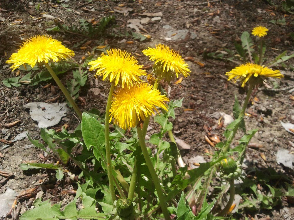 Солнышко на земле