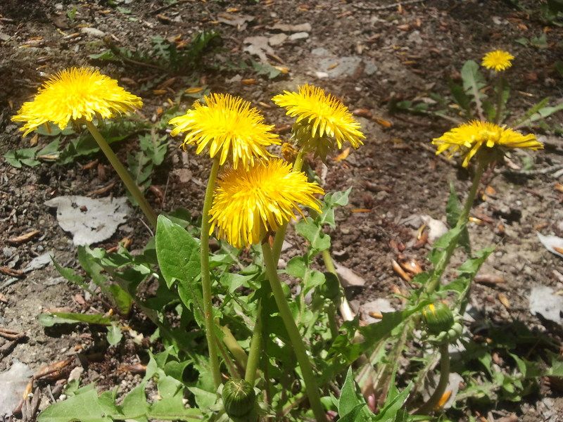 Елена Варданян, Armenia