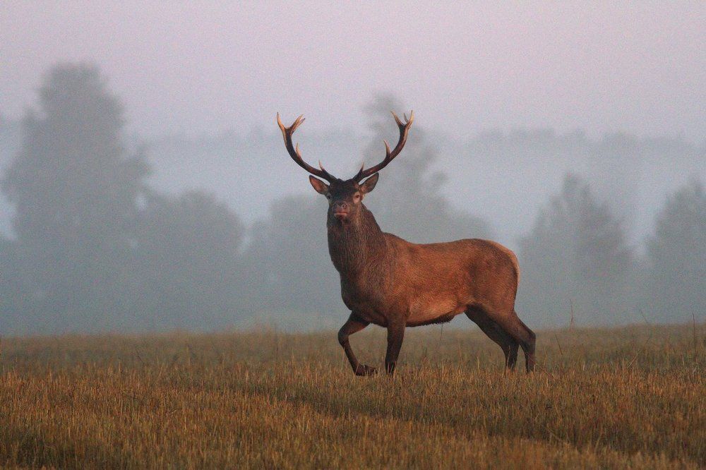 Олень благородный