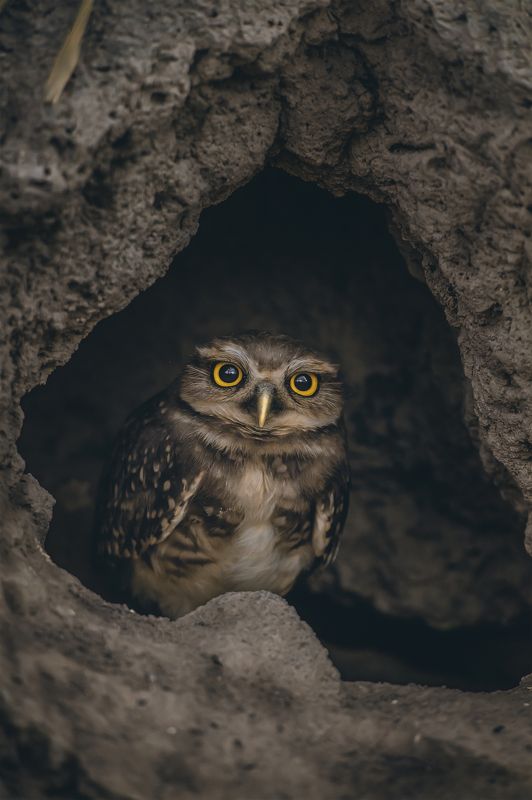 Jackson Carvalho, Brazil