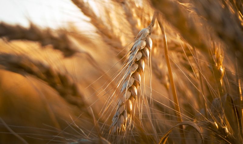 Евгений, Ukraine