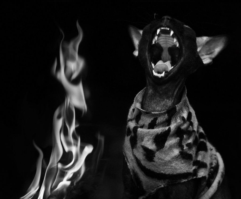 Языки пламени (снято у камина). Кошка породы Донской сфинкс( а то горе-комментаторы путают с собакой)