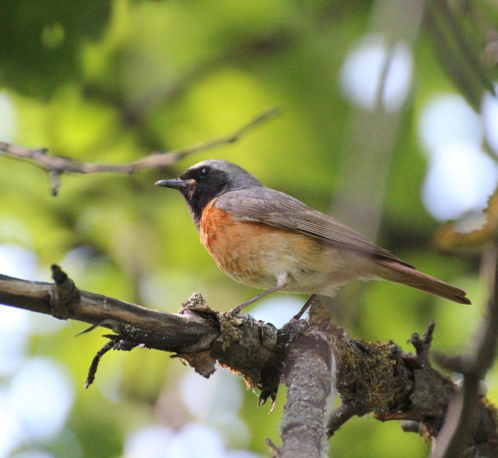 Горихвостка садовая