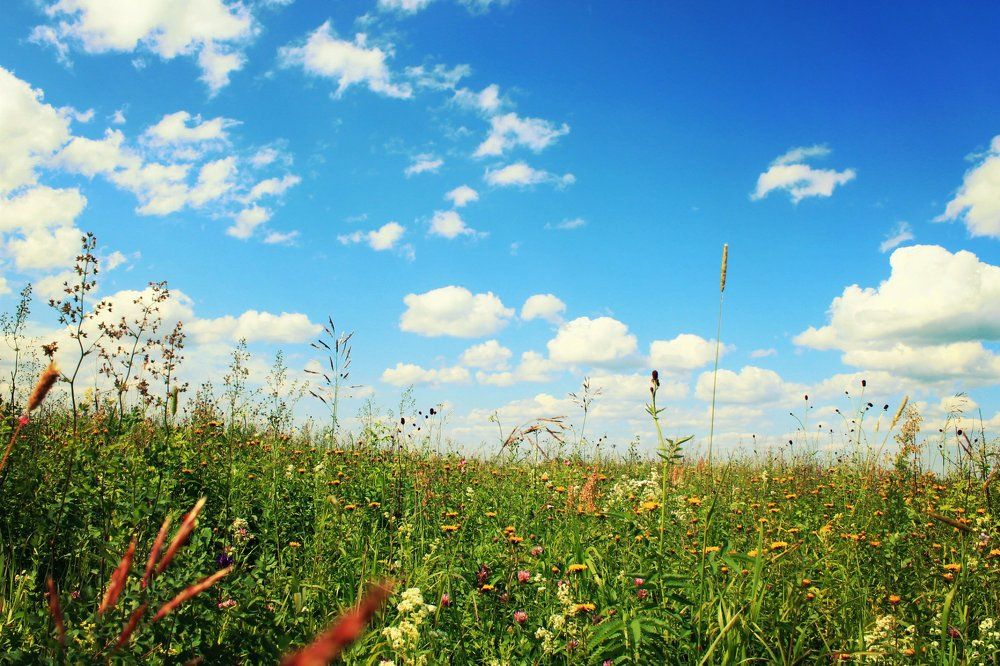 Летнее счастье