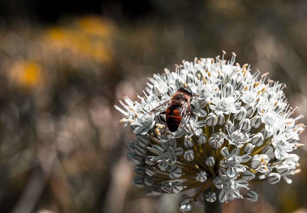 Красота, которая рядом!