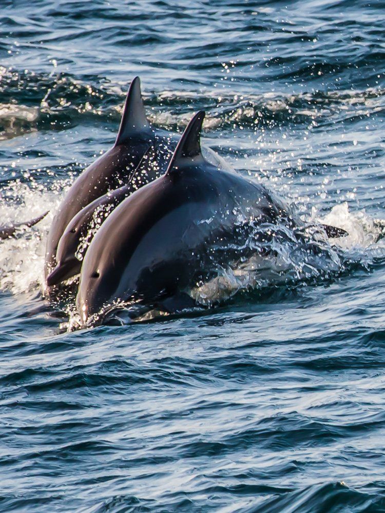 учимся плавать