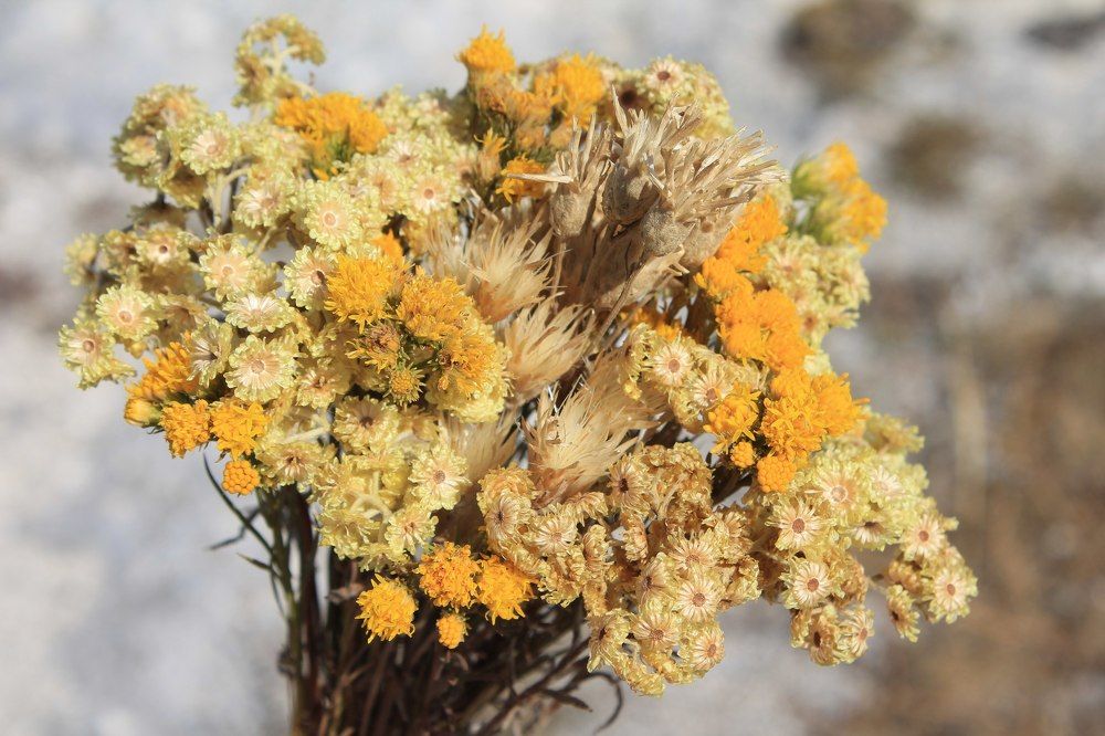 степной букетик для любимой