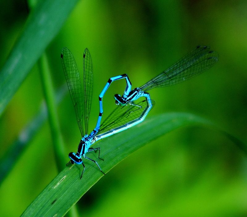 vyacheslav milov, Russia
