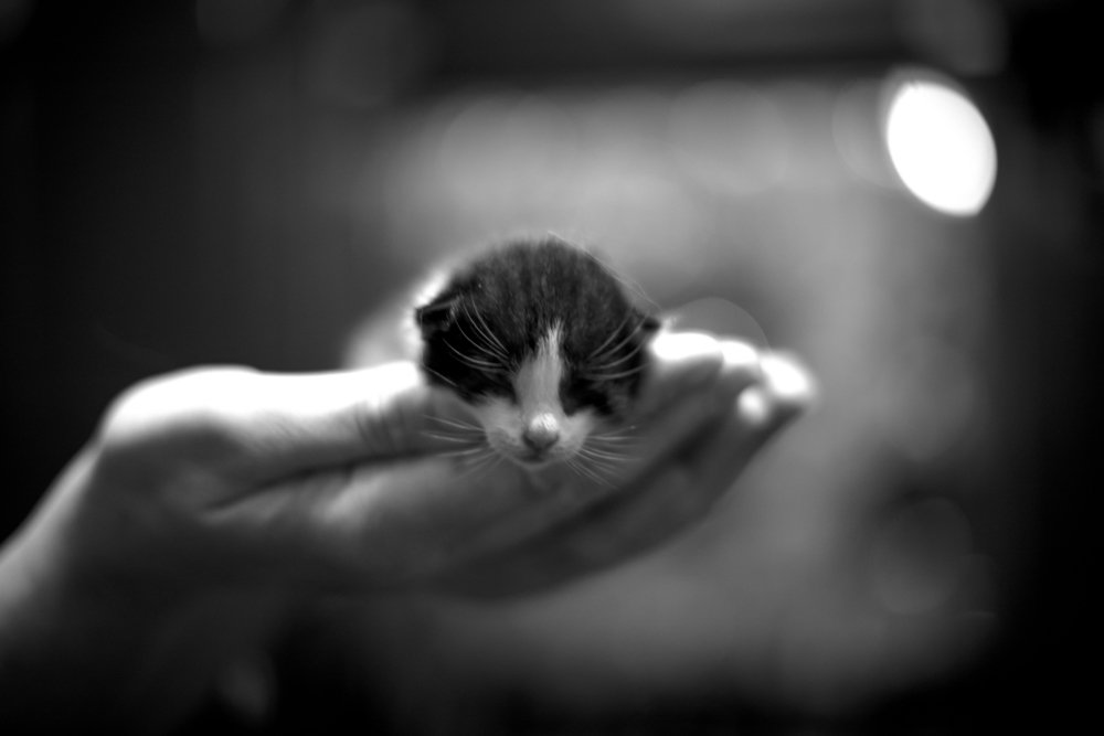 Маленькая жизнь