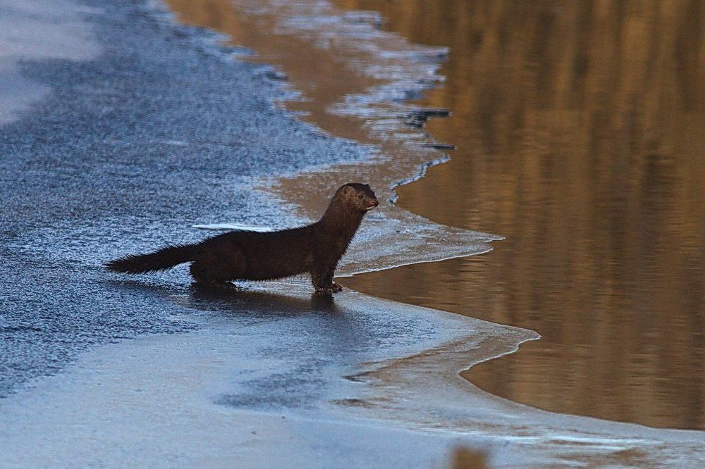Перед нырком. Норка