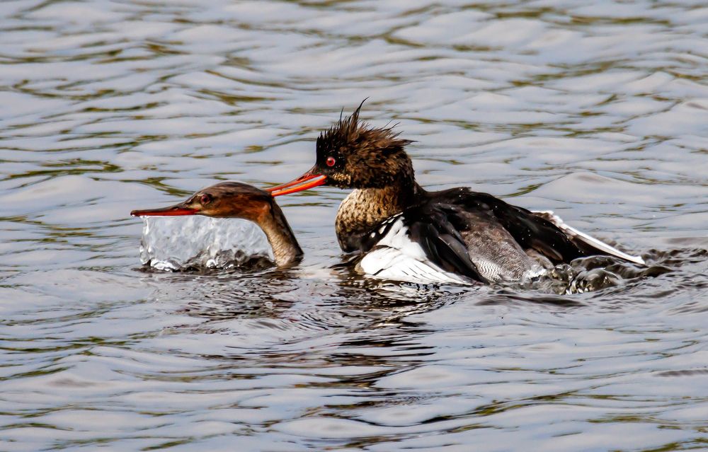 Photograph by Волынский Виктор