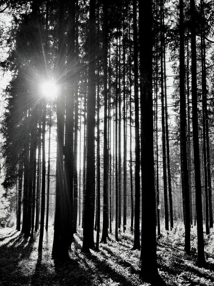 Photograph by Елена Ляпина