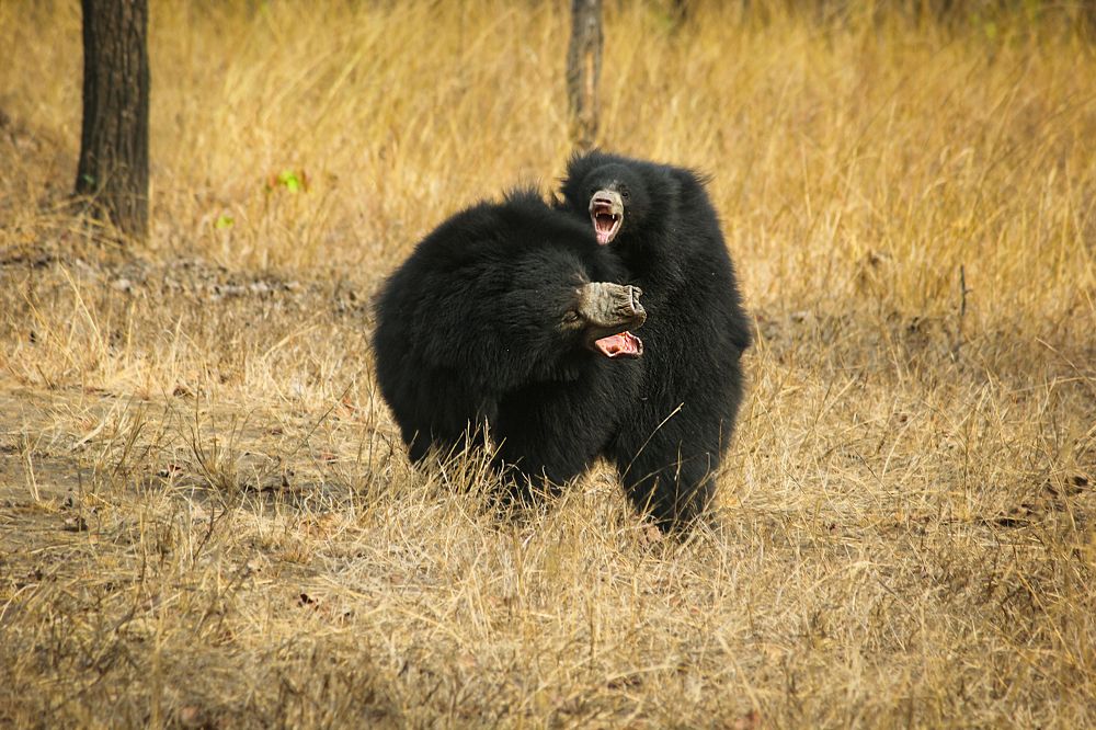 Photograph by Partha Chakraborty