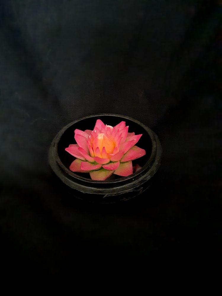 Photograph by Sonia Crotta