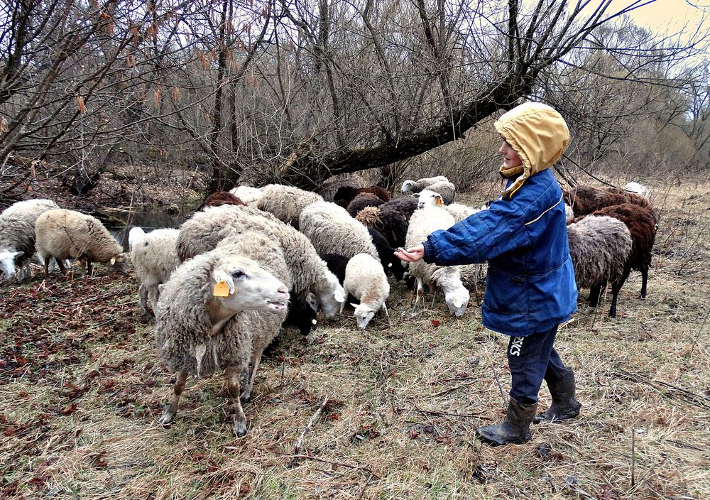 Маленький помощник пастуха