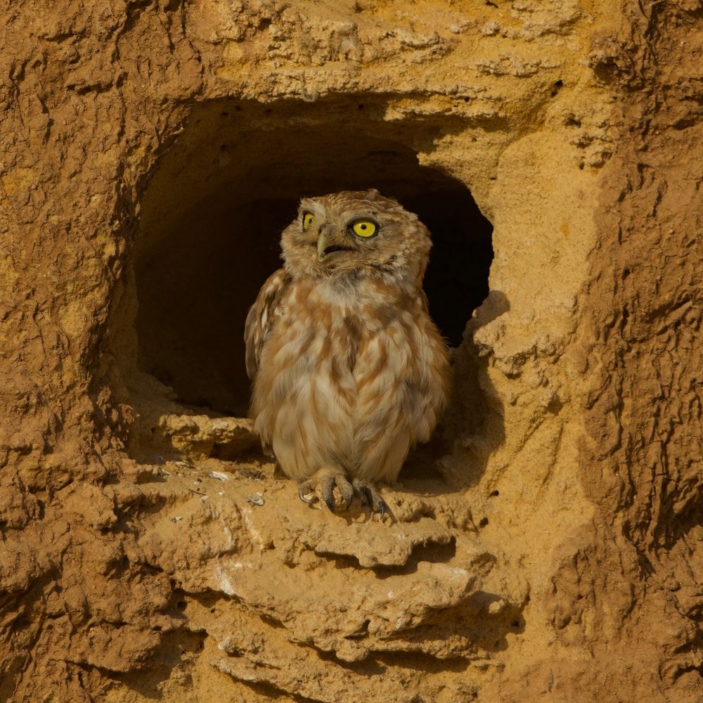 Фотография автора David Manusevich