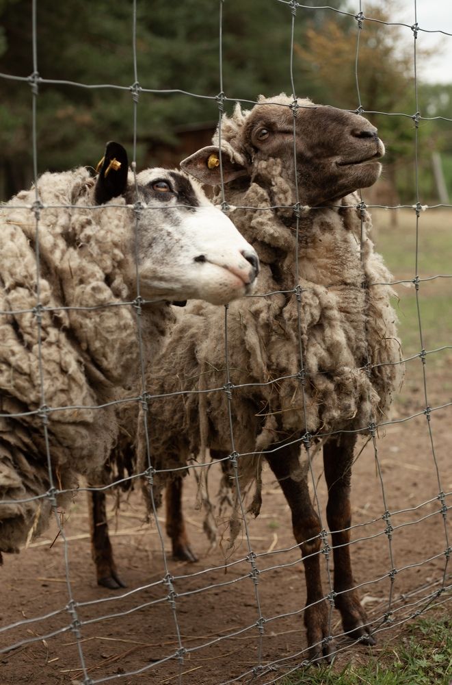 Фотография автора Юлия Красовская