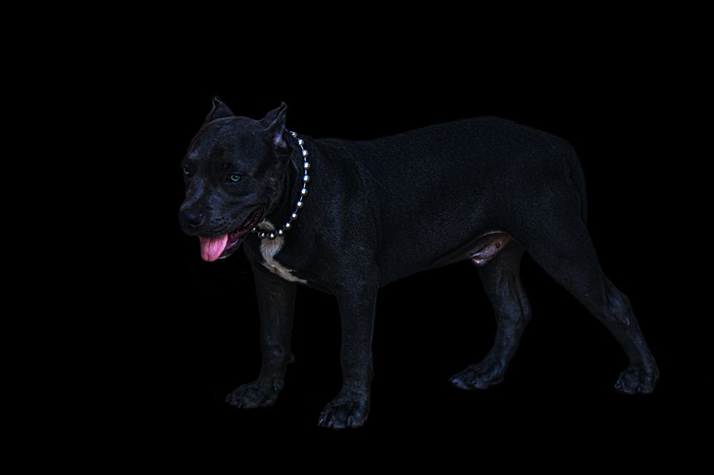 Фотография автора NeCoTi ChonTin