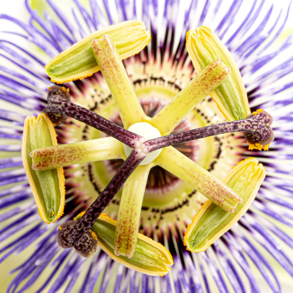 Photograph by Soheil Shahbazi