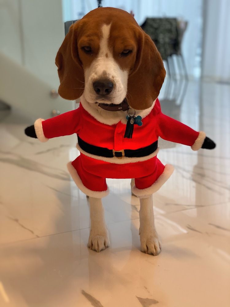 Santa beagle