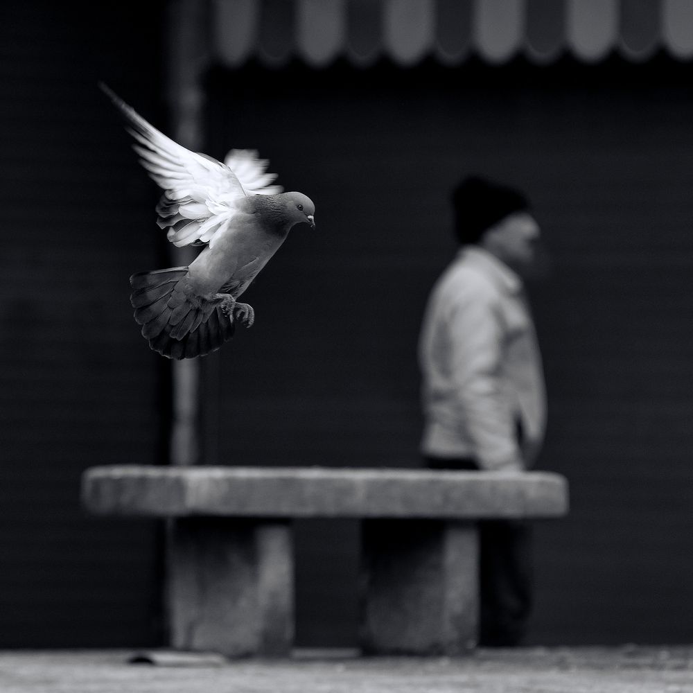 Photograph by Soheil Shahbazi