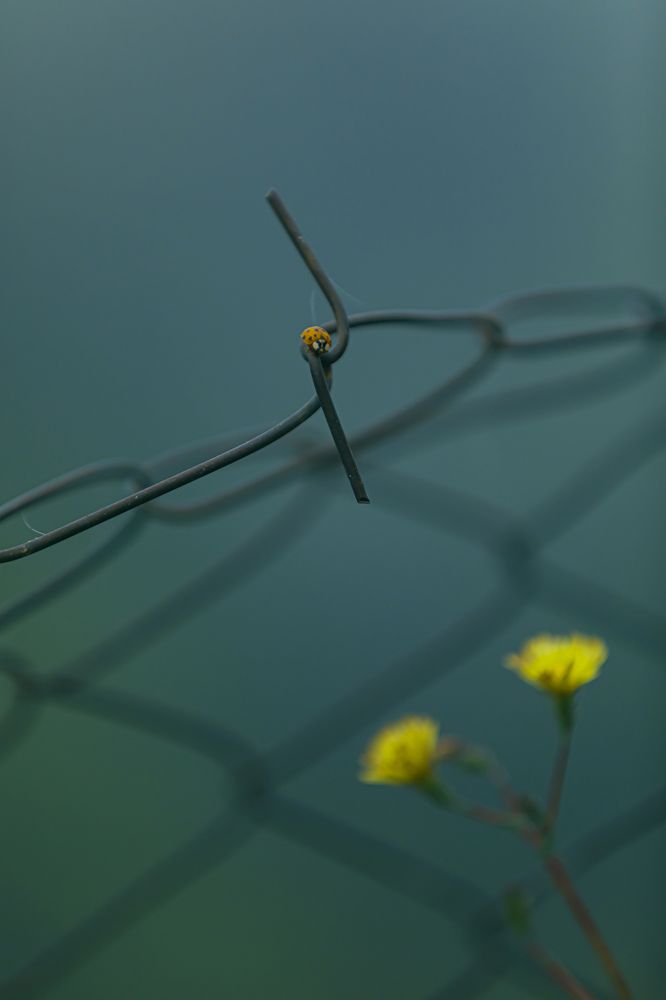 Фотография автора Neda Shirazi