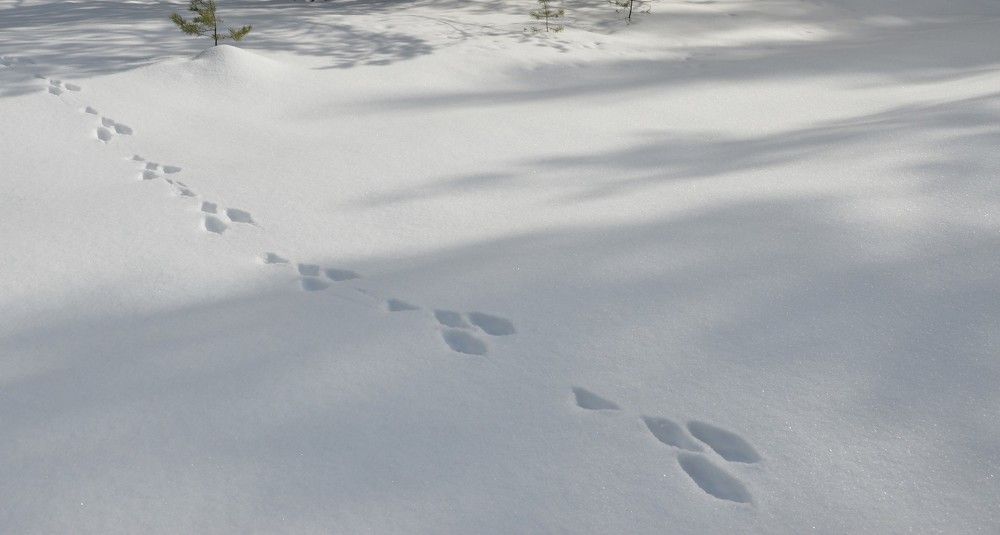 Photograph by Татьяна Ненюхина