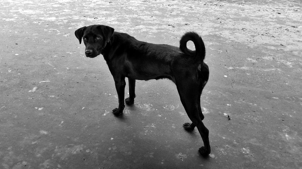 The blackie shmu