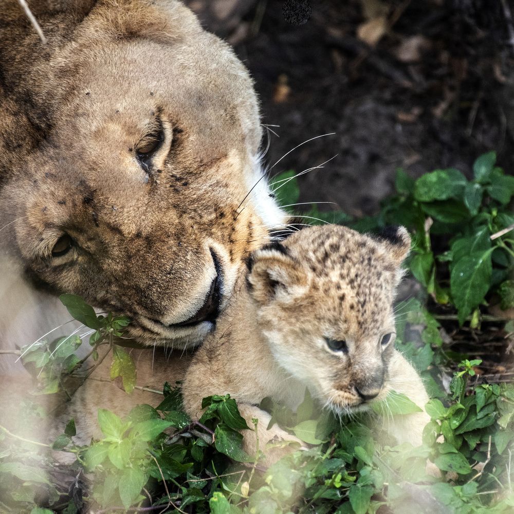 Photograph by Galal Missary