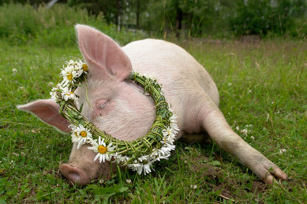 Photograph by Наталья Суслова