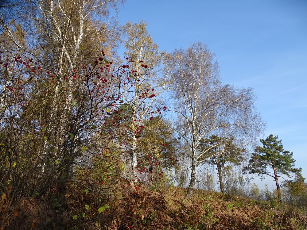 Фотография автора Александр Осинцев