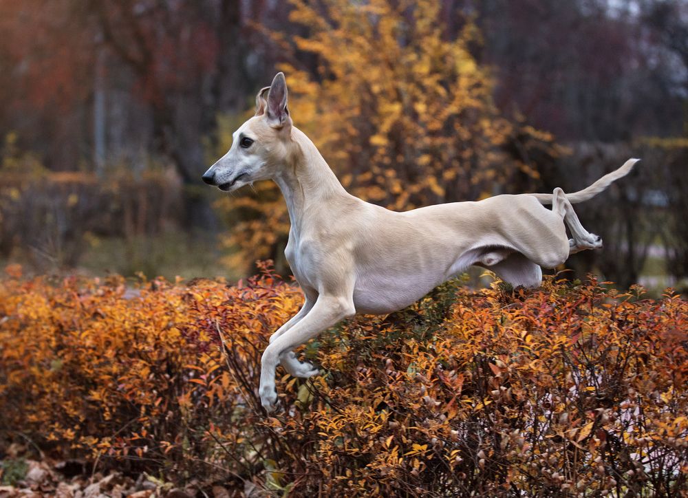 Photograph by Юлия Вербицкая