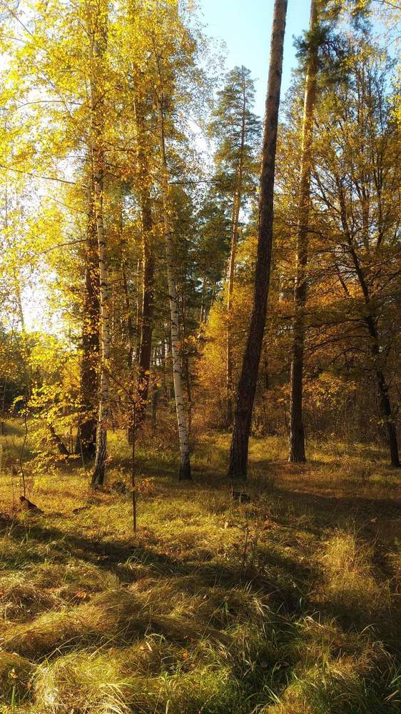 Фотография автора Елена Доянова