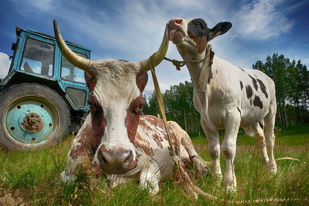 Телячьи нежности