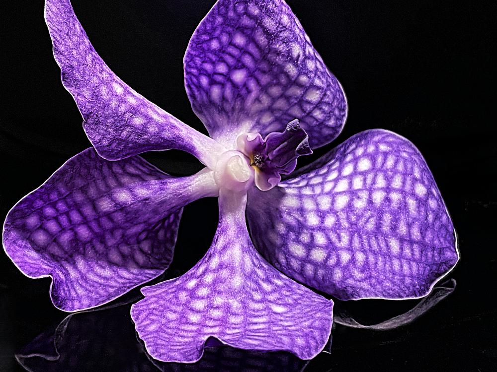 Photograph by Светлана Рашидова