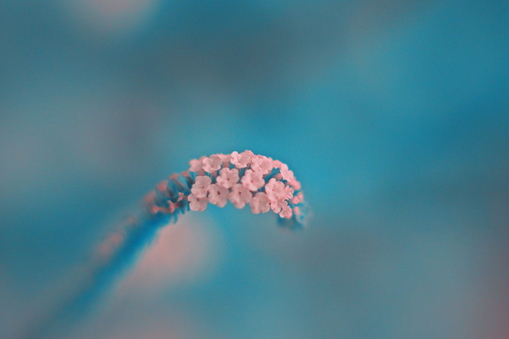 Photograph by Adrian Ramirez