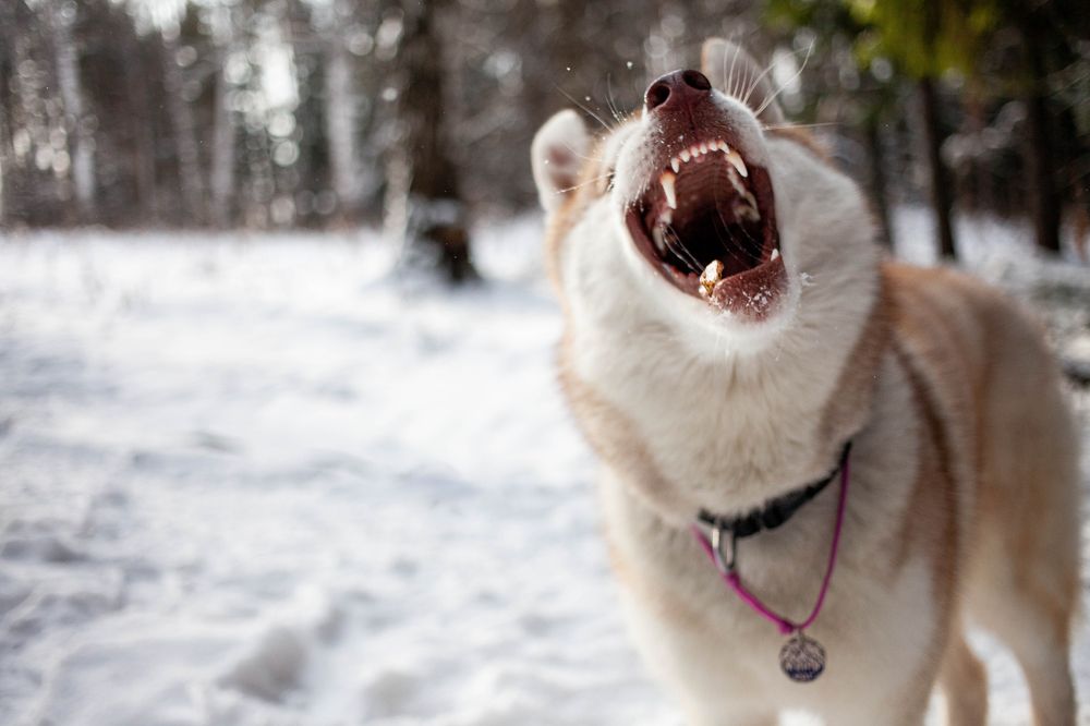 Photograph by Алина Перескокова