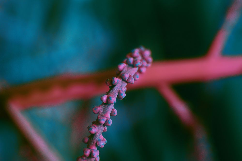 Photograph by Adrian Ramirez