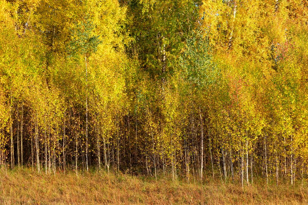 Photograph by Елена Невидимова