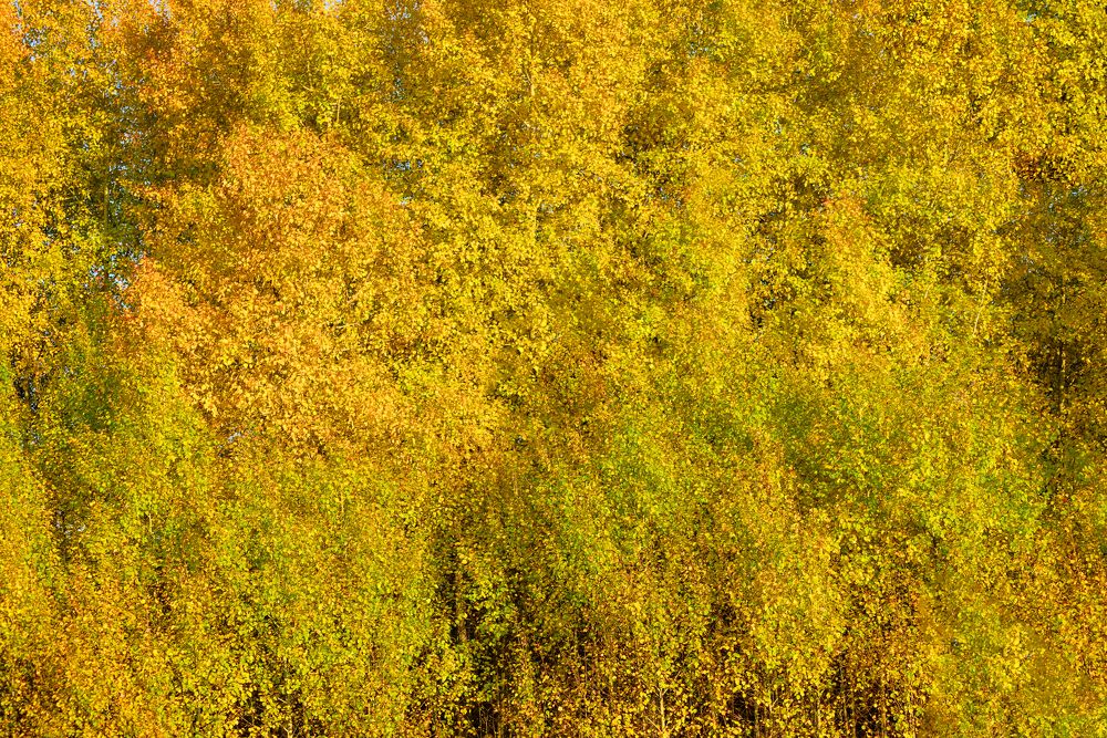 Photograph by Елена Невидимова