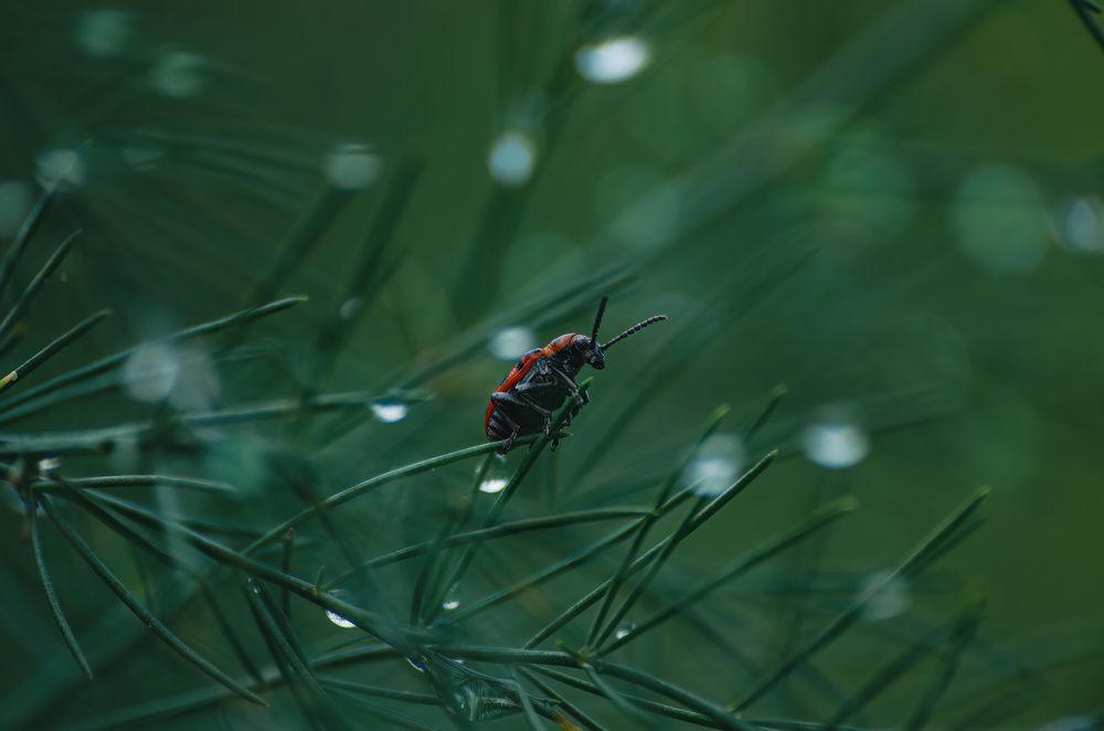 Photograph by Леонид Оплетаев