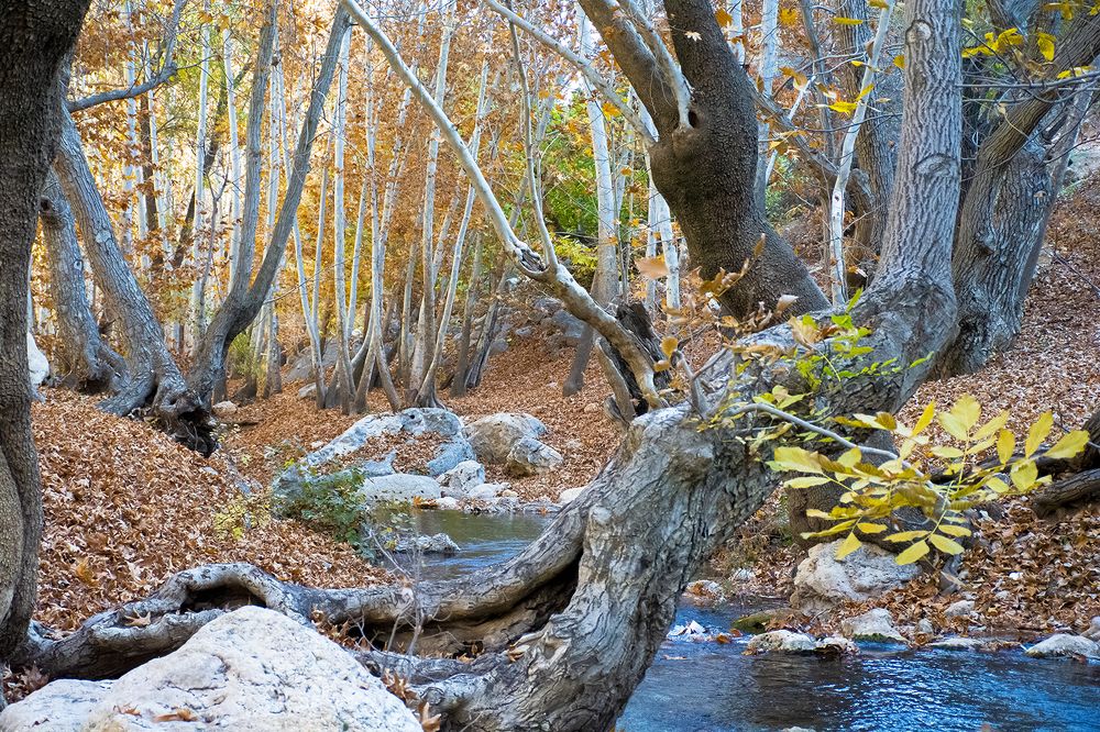 Фотография автора Mohammad Khani