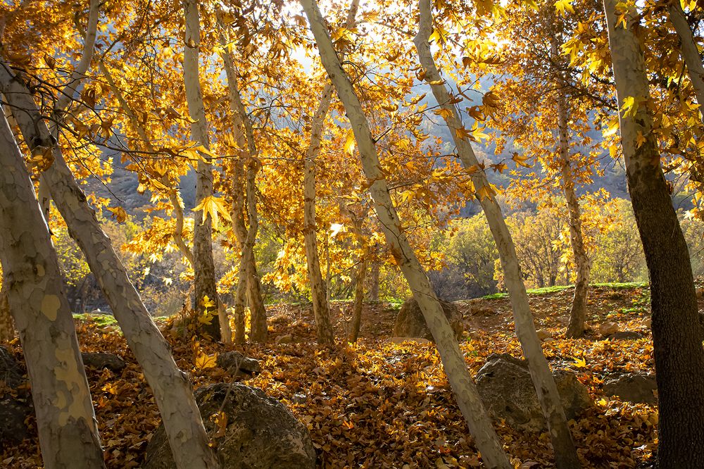 Фотография автора Mohammad Khani