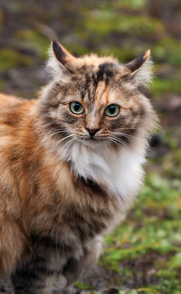 Фотография автора Ольга Ткаченко