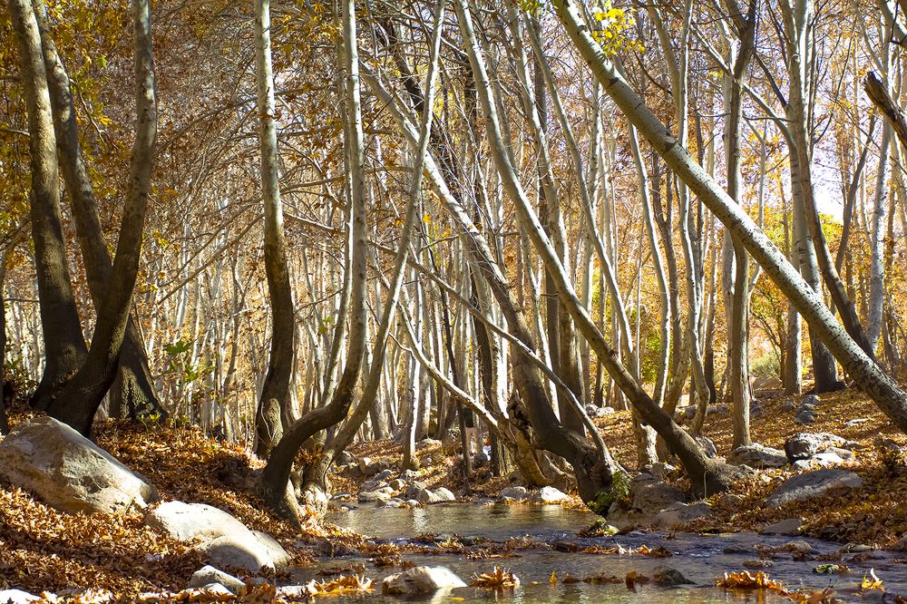 Фотография автора Mohammad Khani