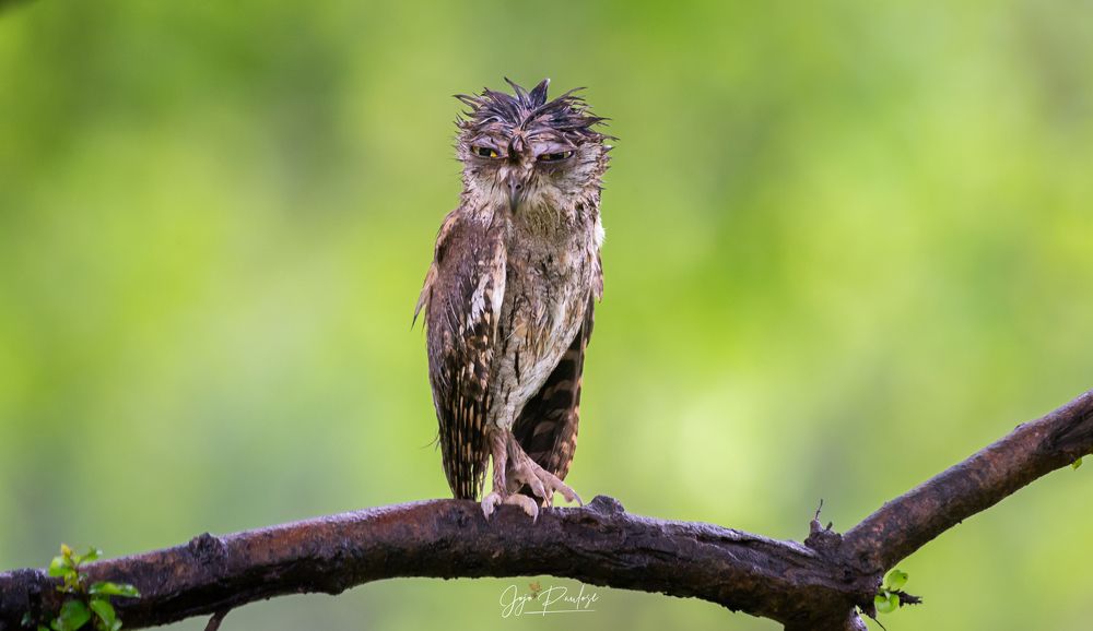 Arabian Scops Owl