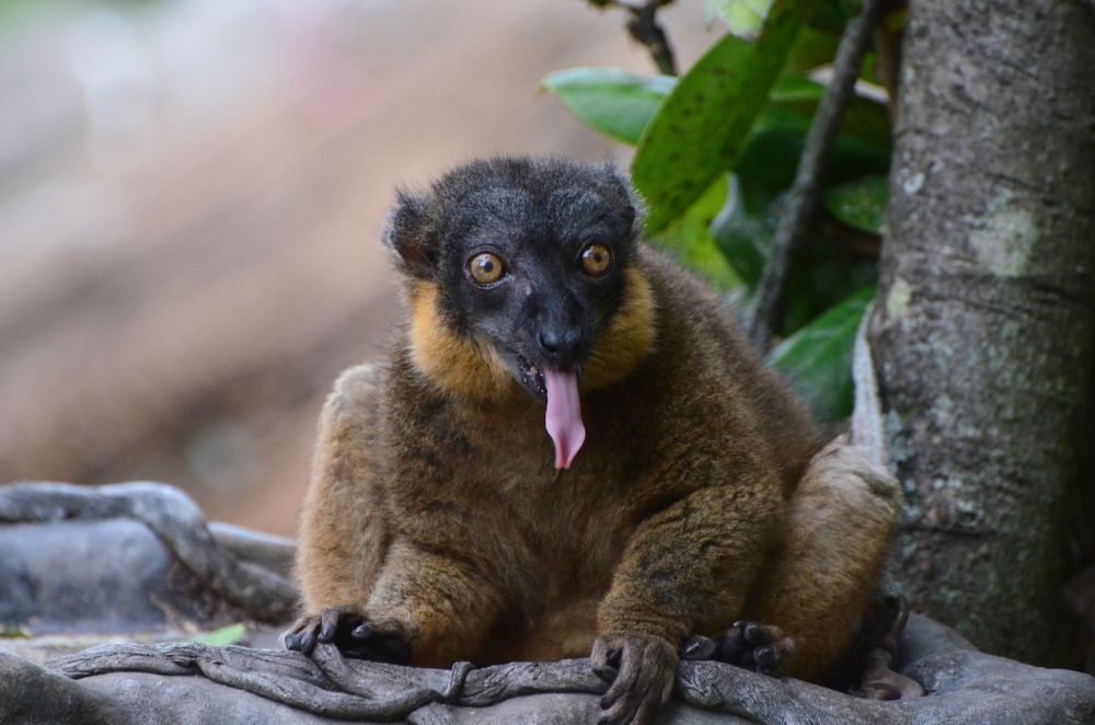 Lemur