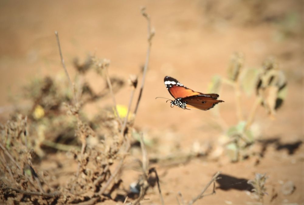 Photograph by Patricia Van Rooyen