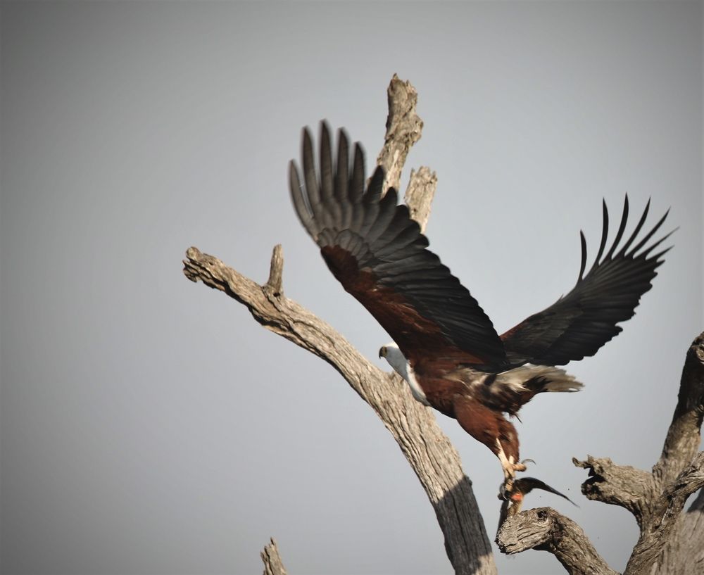 Photograph by Patricia Van Rooyen